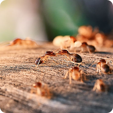 spider removal treatment